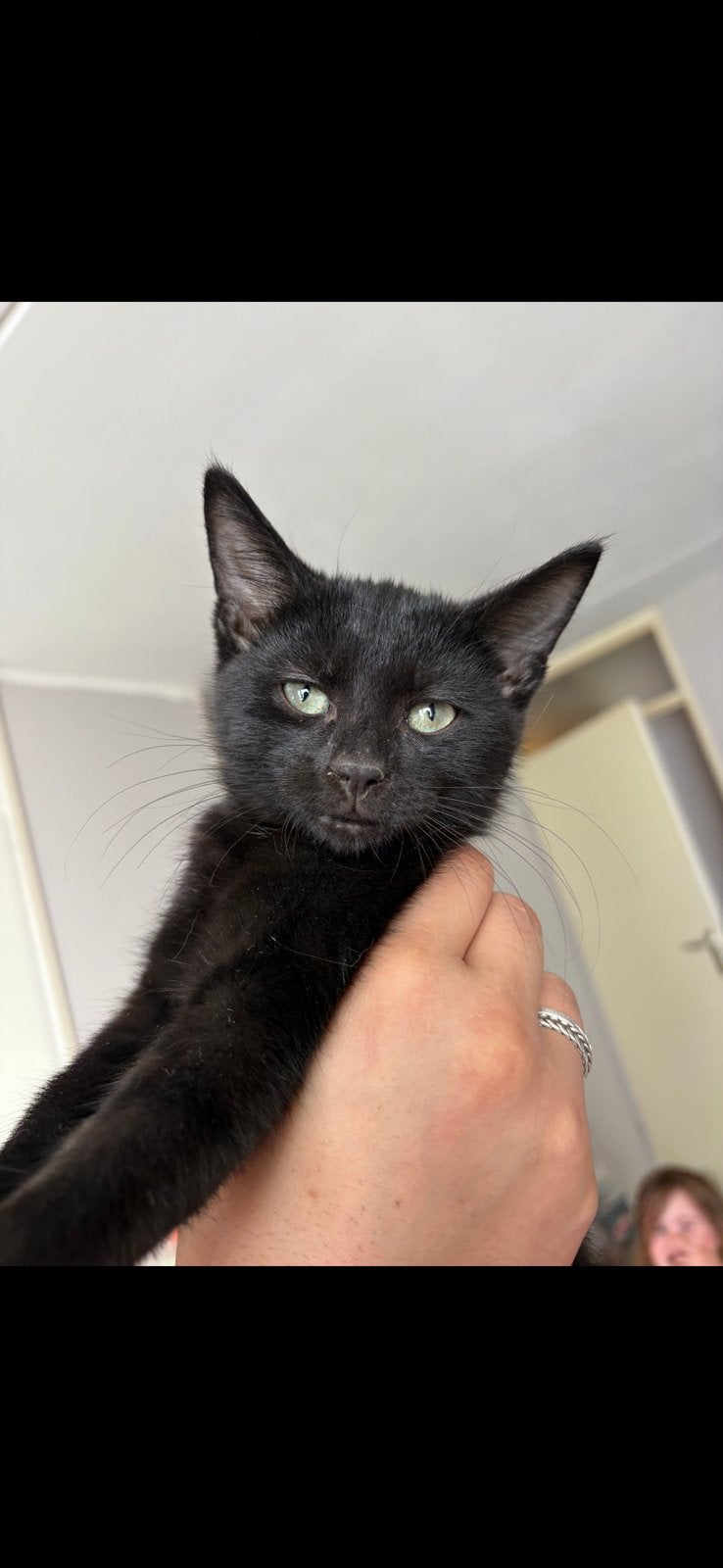Lieve kater zoekt een huisje, Kater