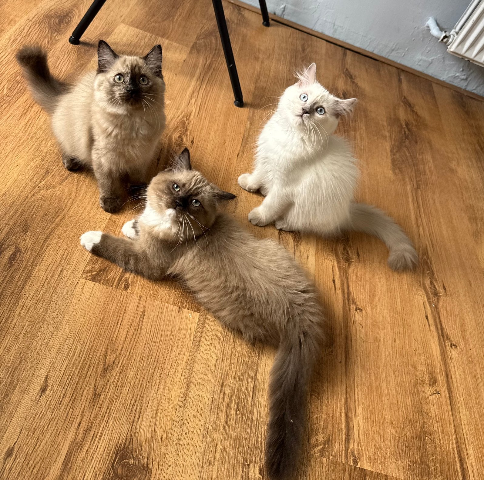 Ragdoll kittens - mogen verhuizen!, Dieren en Toebehoren, Katten en Kittens | Raskatten | Langhaar, Meerdere dieren, Gechipt, 0 tot 2 jaar