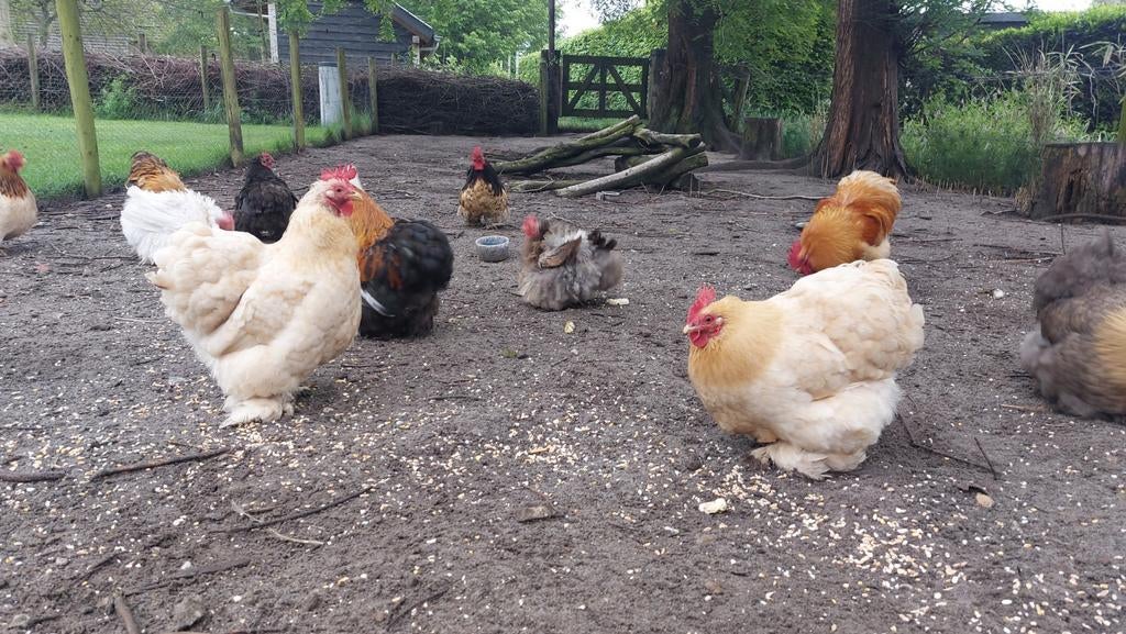 Cochin kippen en haantjes te koop, Dieren en Toebehoren, Meerdere dieren, Kip