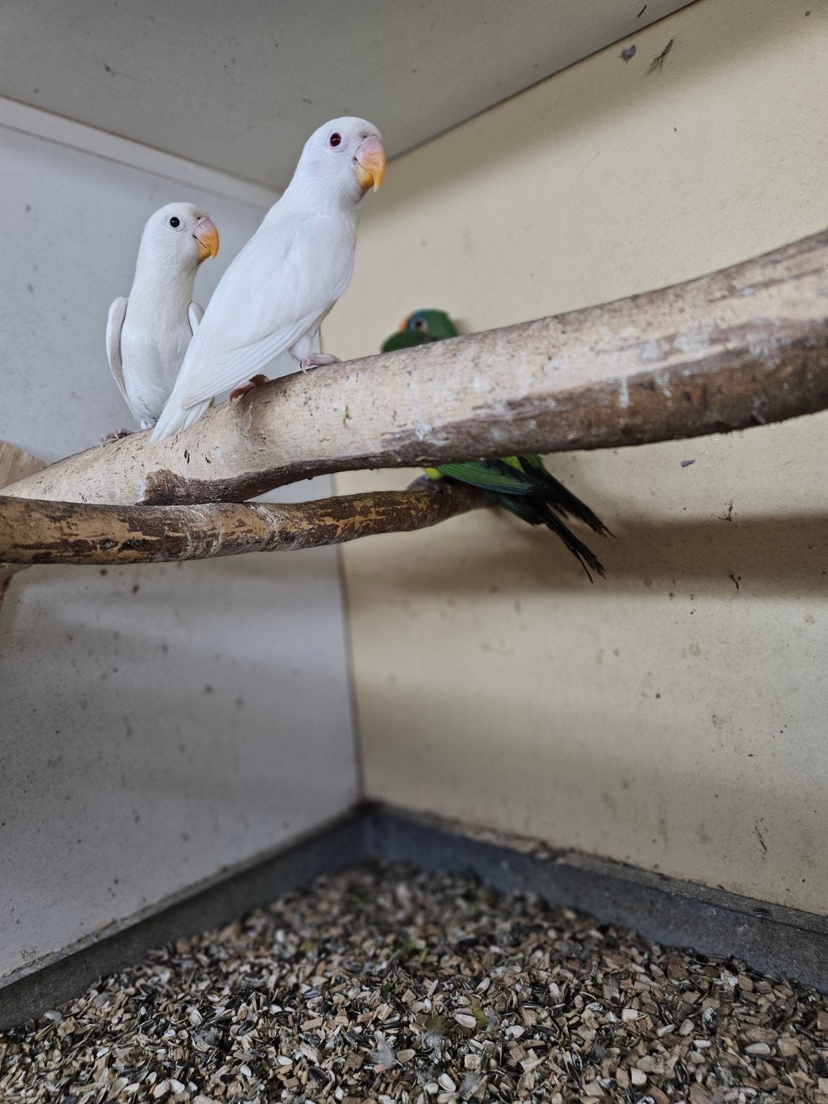 4 jonge fisheris 5 maanden, Dieren en Toebehoren, Meerdere dieren, Parkiet