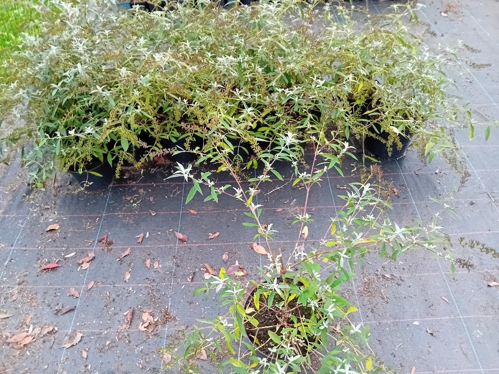 Buddleja Davidii, Ophalen, Overige soorten, Volle zon