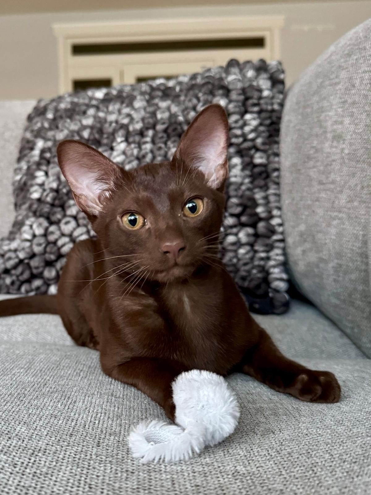 Super mooie abessijn, chausie kittens lage generatie., Dieren en Toebehoren, Katten en Kittens | Raskatten | Korthaar, Kater, Met stamboom