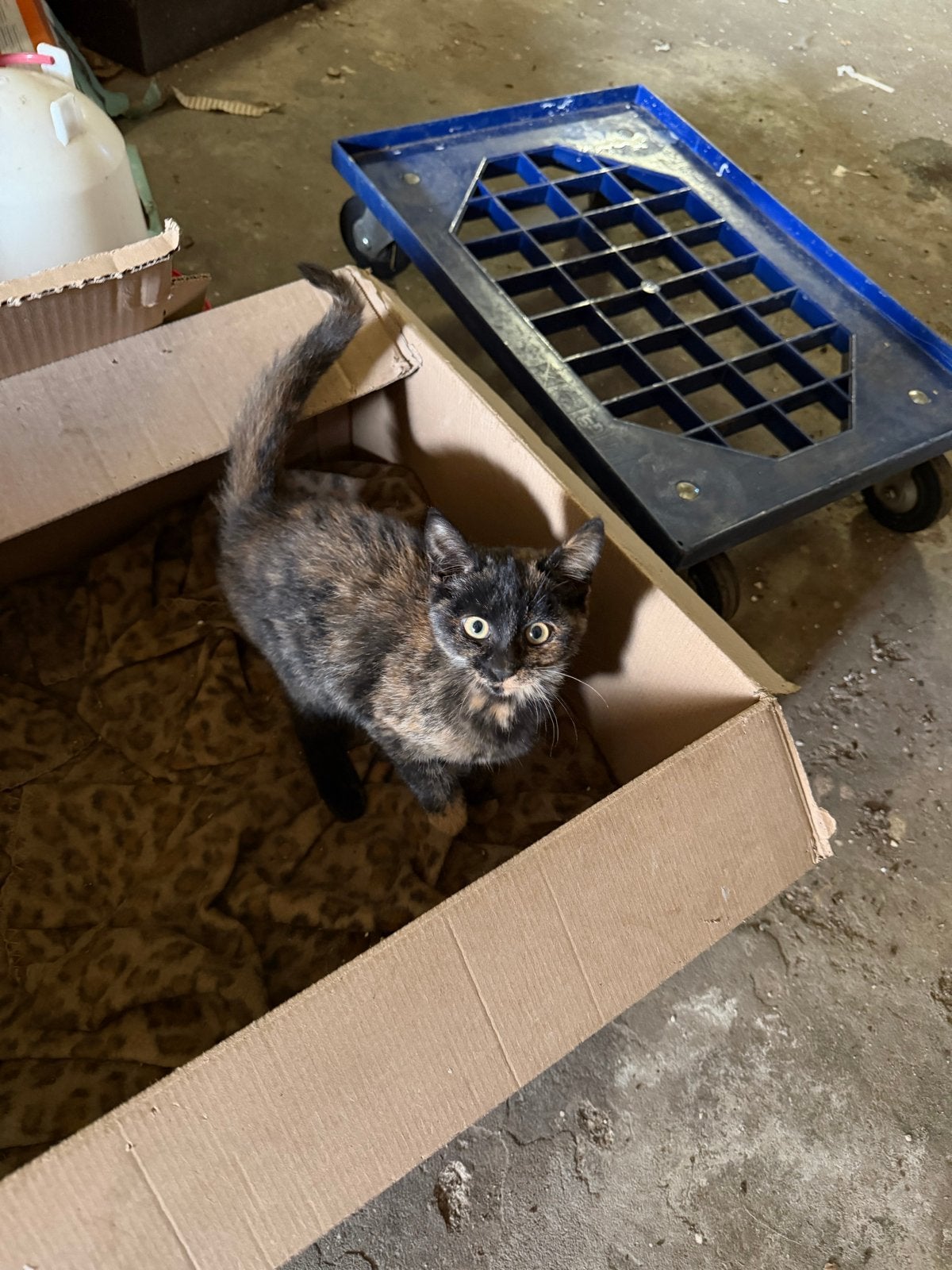 Leuke kittens, Dieren en Toebehoren, Meerdere dieren, Kortharig, 0 tot 2 jaar