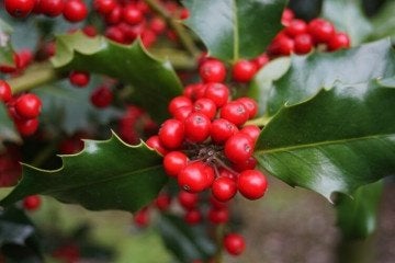 BOS Ilex aquifolium Gewone Hulst bessen wintergroen inheems, Ophalen of Verzenden, Overige soorten, Halfschaduw