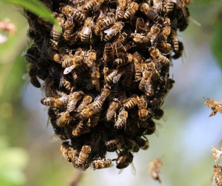 Bijenzwerm? Ik kom hem gratis weghalen, Dieren en Toebehoren, Bijen