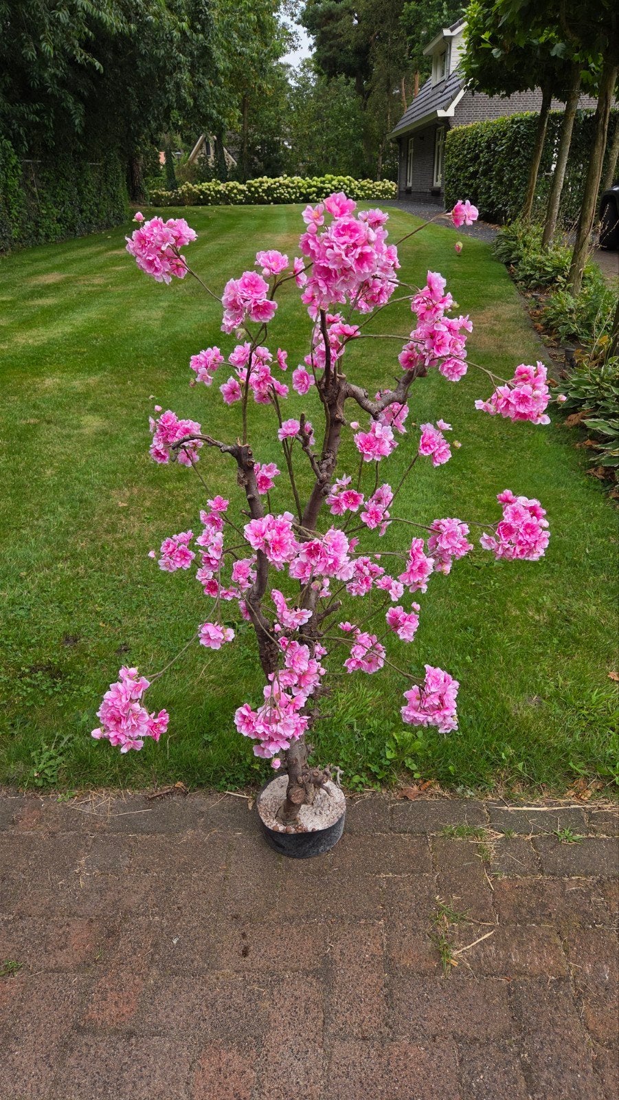 bloesemboom kunst, Ophalen, Zo goed als nieuw