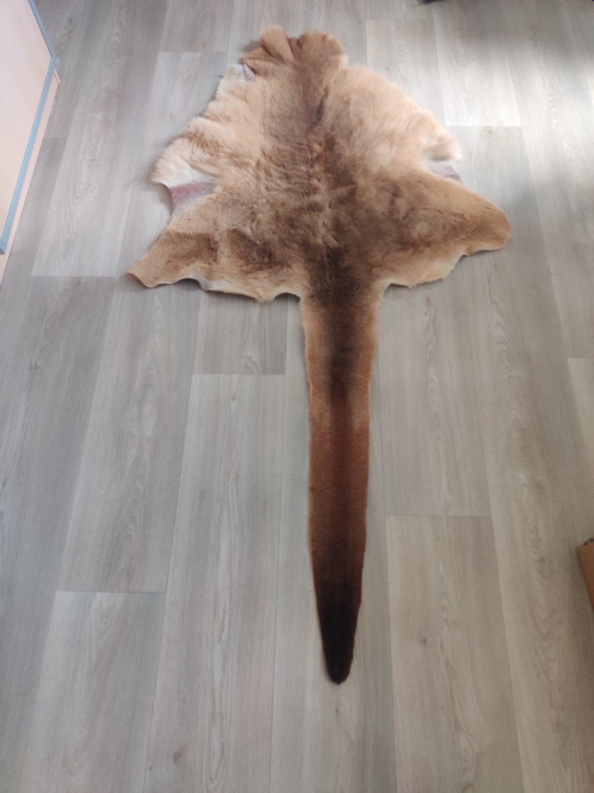 Bijzondere huid uit Australië, Verzenden, Opgezet dier