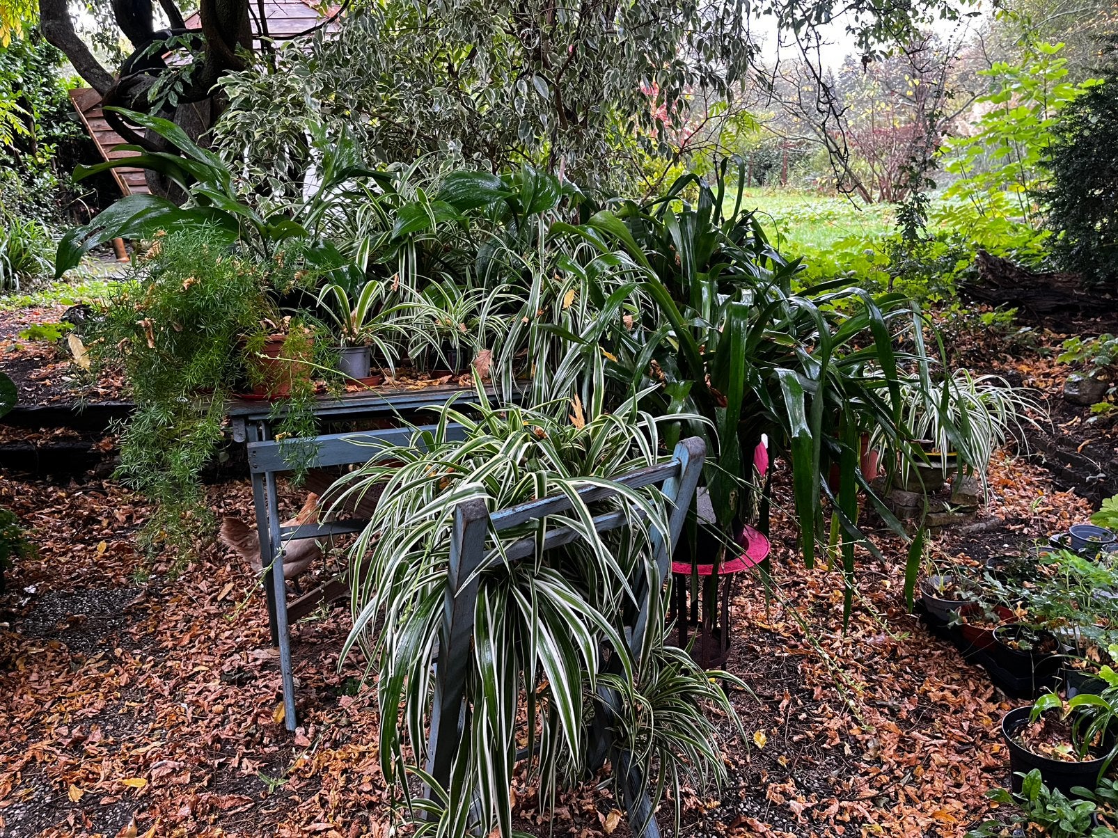 Gratis mooie kamerplanten vanwege overvloed, Ophalen, Halfschaduw, Minder dan 100 cm