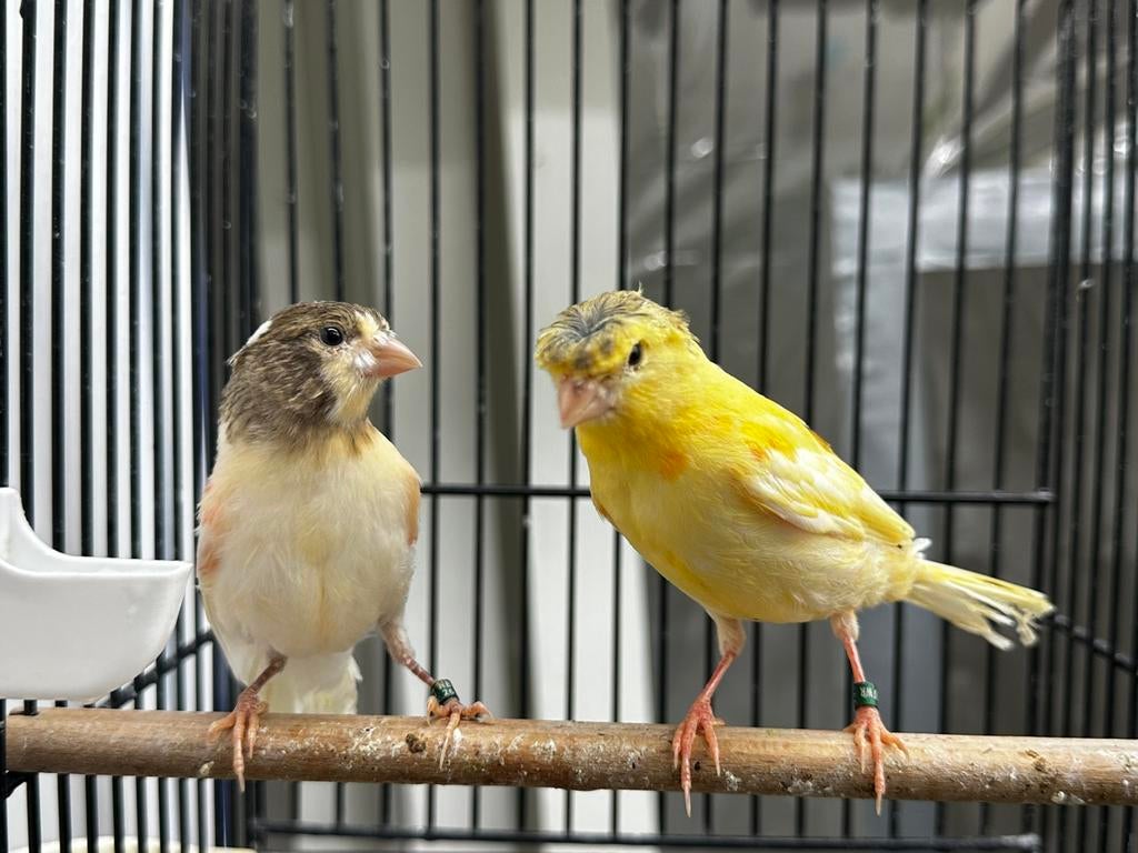 Prachtige jonge kanaries, Dieren en Toebehoren, Vogels | Kanaries, Meerdere dieren, Kleurkanarie