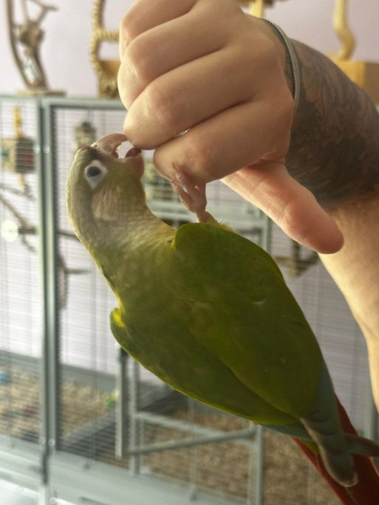 Pyrrhura molinea jonge vogels, Dieren en Toebehoren, Meerdere dieren, Papegaai, Geringd