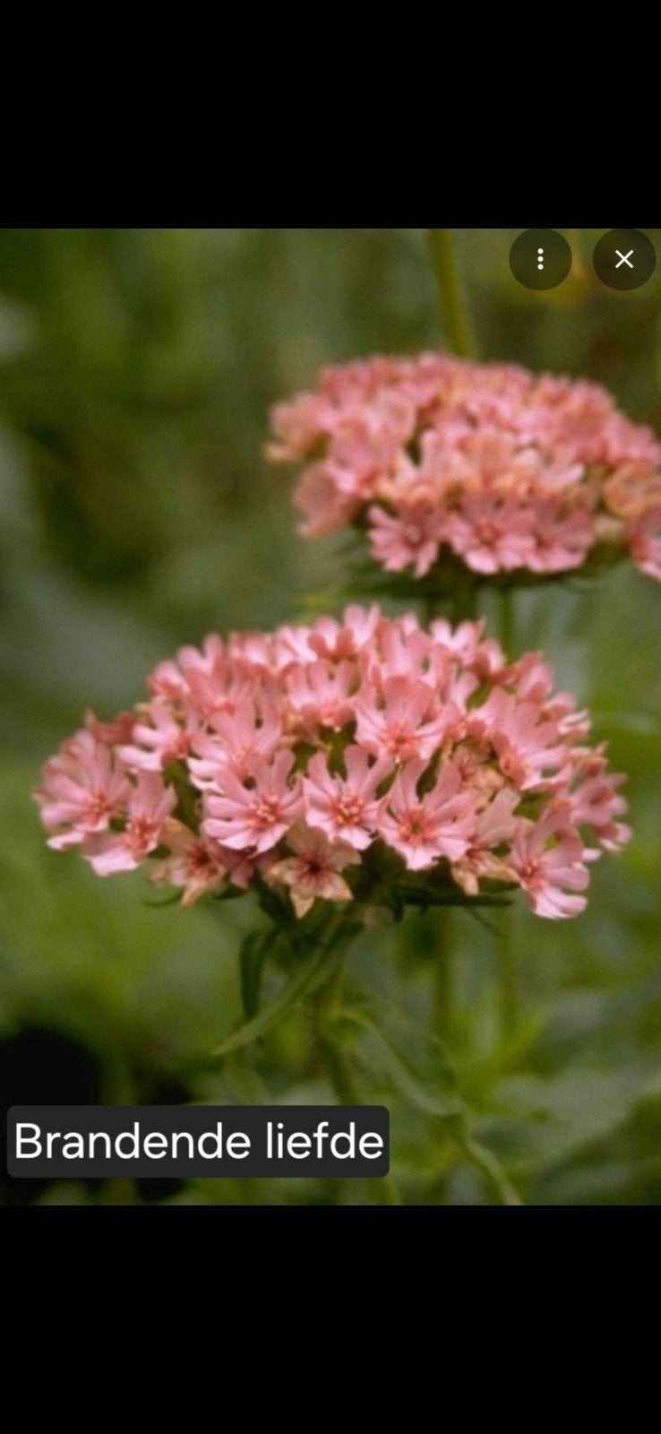 Brandende Liefde (Lychnis chalcedonica) - Roze Bloemen, Tuin en Terras, Ophalen, Overige soorten, Volle zon