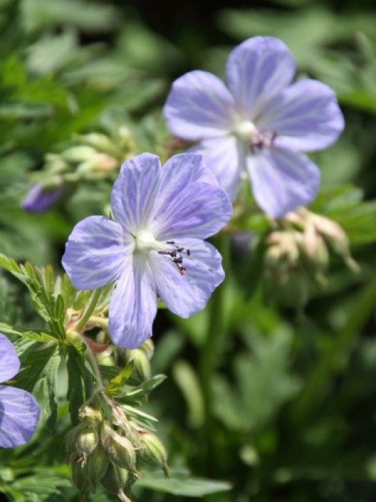 Zaden Geranium pratense lila, Tuin en Terras, Ophalen of Verzenden, Volle zon