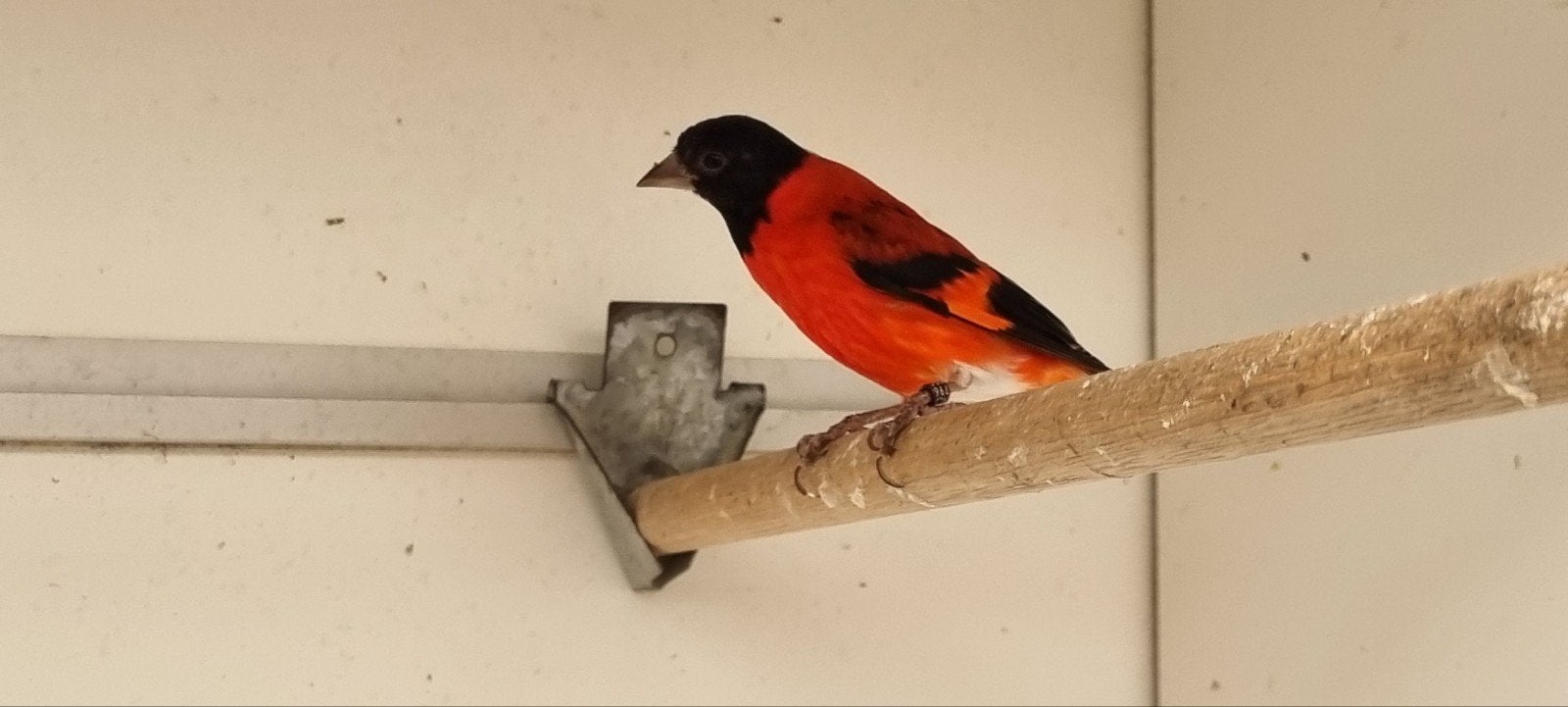 Kapoetse sijs man, Dieren en Toebehoren, Vogels | Overige Vogels, Mannelijk, Tropenvogel, Geringd