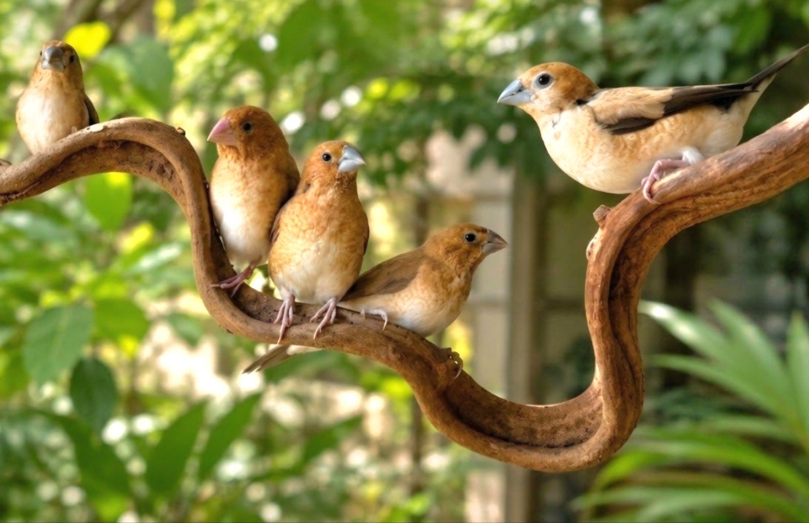 loodbekjes, Dieren en Toebehoren