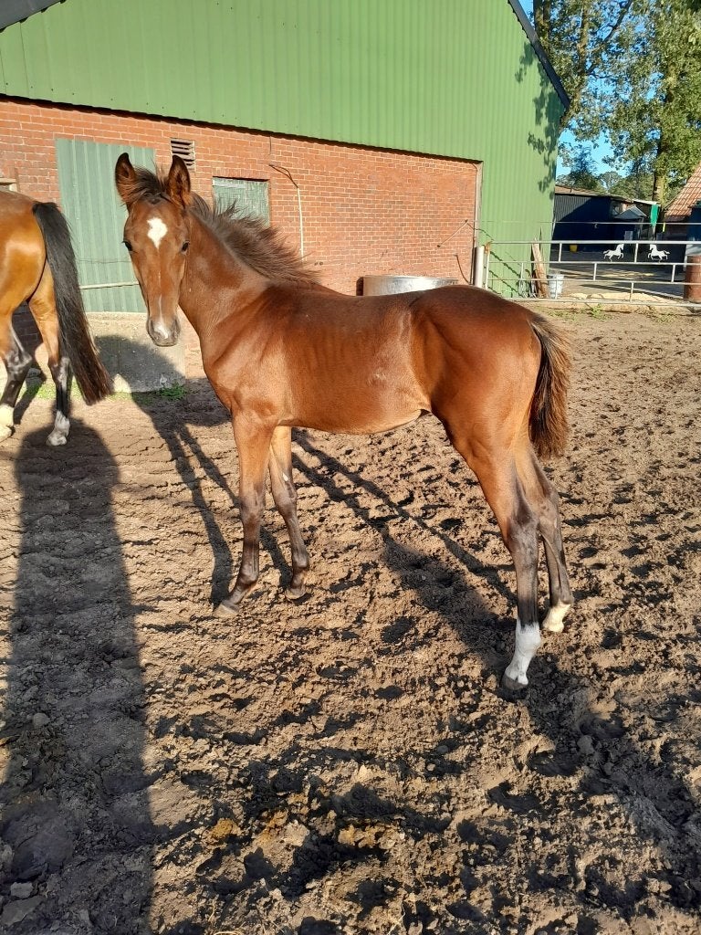 rijpaard veulen en fjorden veulens, Springpaard, Minder dan 160 cm, Met stamboom, 0 tot 2 jaar