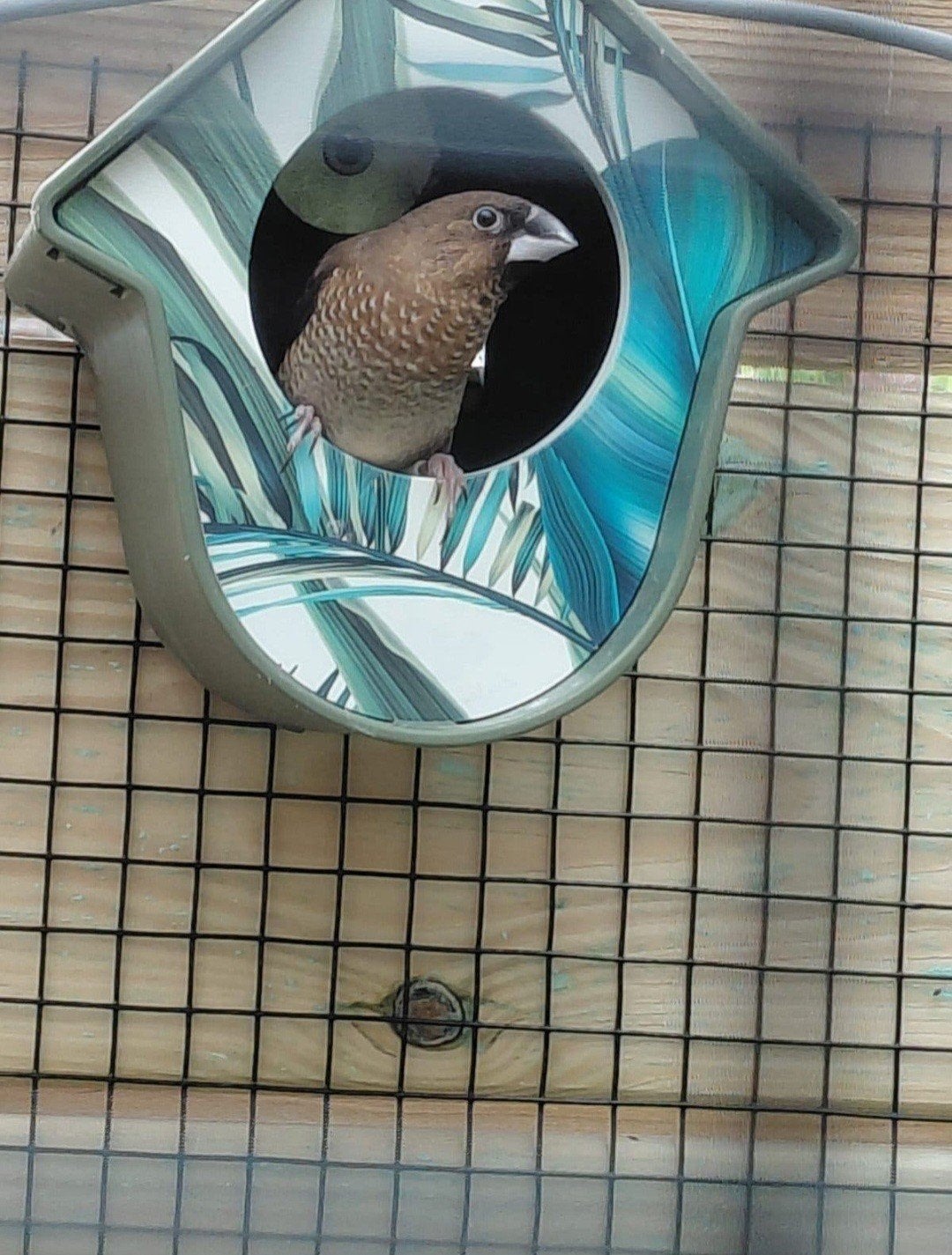 vogeltjes uit 2025. 2 poppen. Prijs is per stuk!, Dieren en Toebehoren, Meerdere dieren