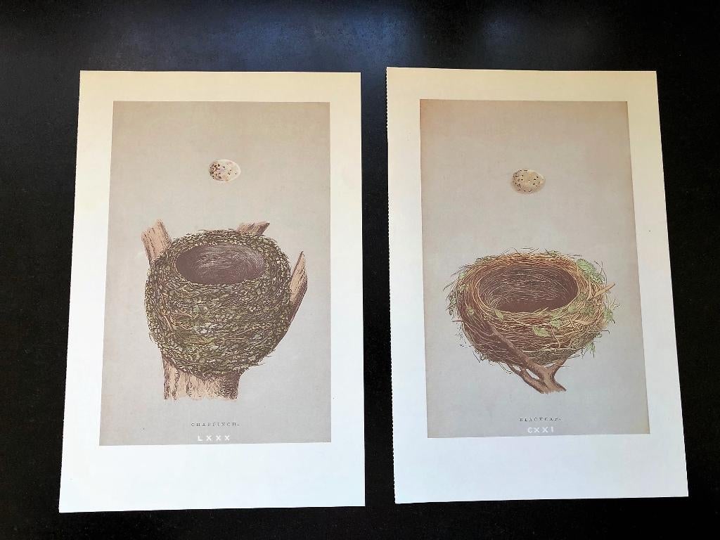 Prent Vogel Nest en Ei Zwartkop en Vink 26 x 17 cm, Ophalen of Verzenden, 1980 tot heden, Gebruikt, Overige onderwerpen