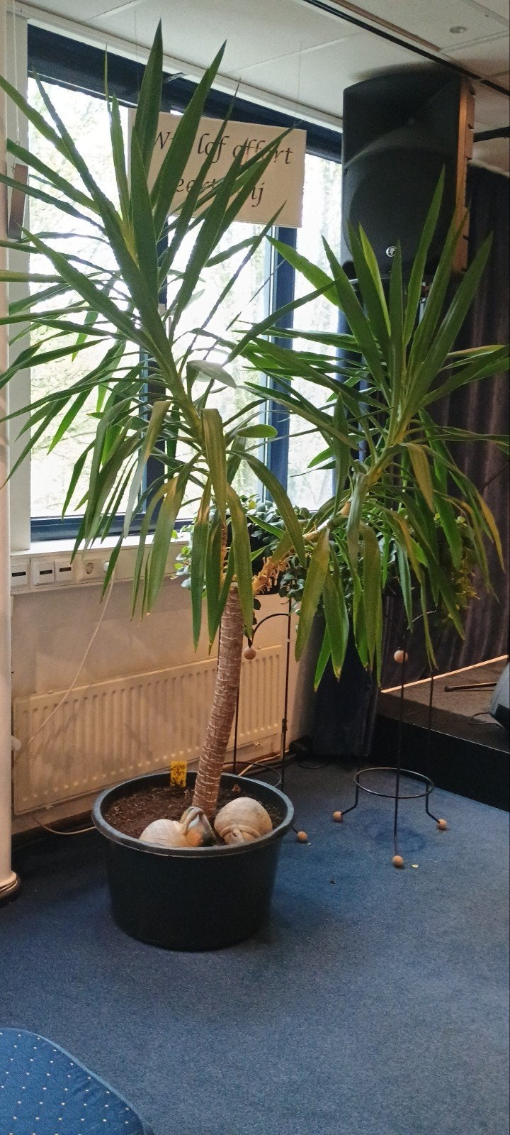 gratis yucca, Huis en Inrichting, Kamerplanten, Ophalen, Yucca, Volle zon, 150 tot 200 cm
