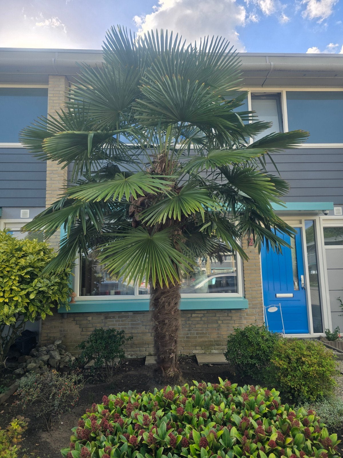 grote palmboom te koop, Tuin en Terras, Ophalen, Halfschaduw, Lente, 250 tot 400 cm