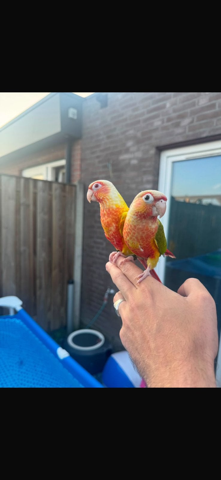 Koppel Pyrrhurra Lutino en pineapple, Dieren en Toebehoren, Vogels | Parkieten en Papegaaien, Meerdere dieren, Papegaai, Geringd