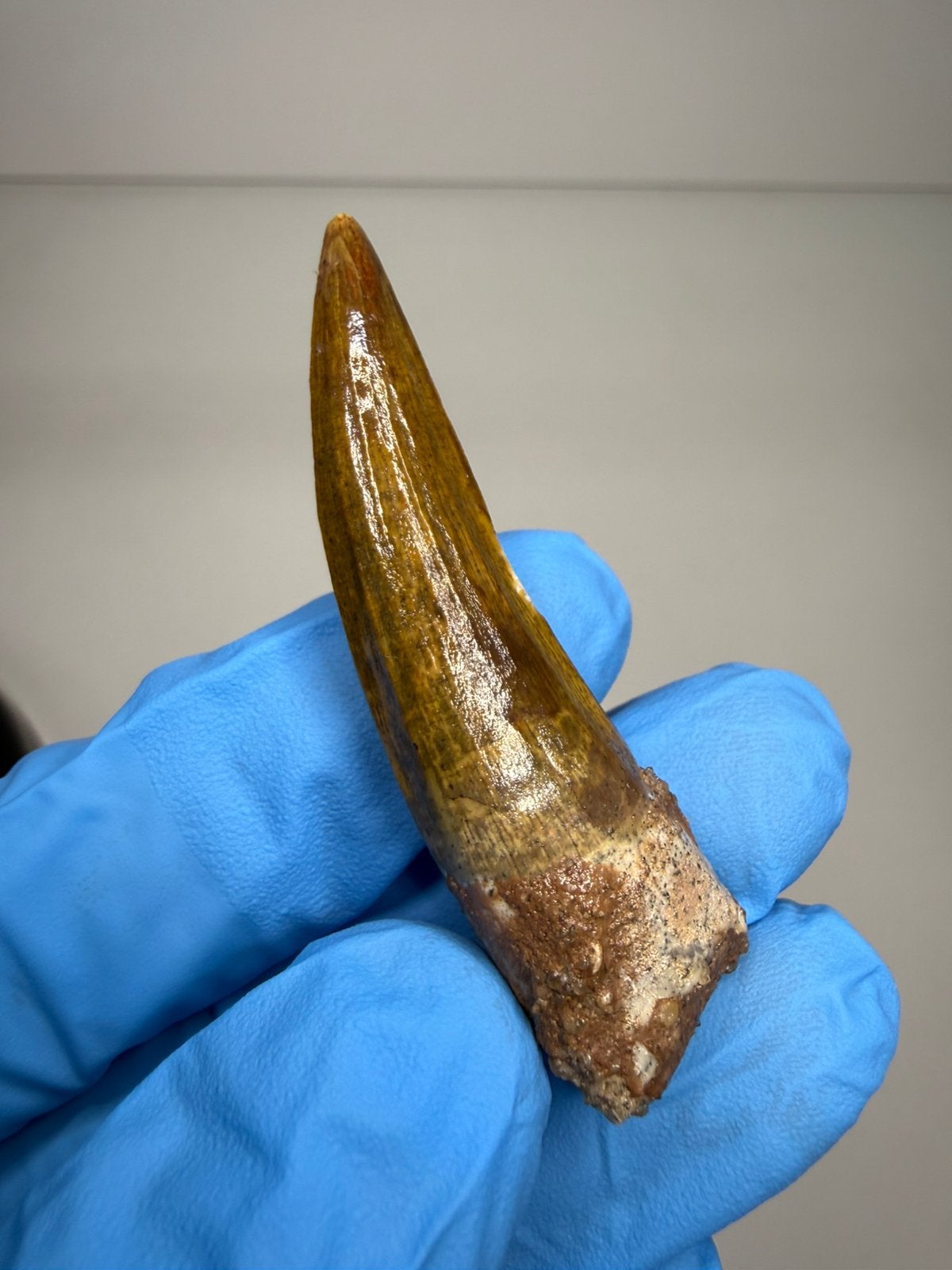 *GEM* Suchomimus tand, Ophalen of Verzenden, Fossiel