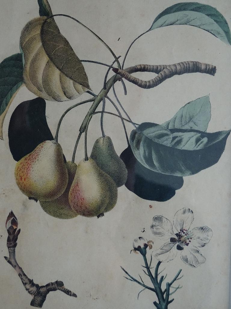 litho Perentak en bloesem Fruit C. Schach Stuttgart 1844, Verzenden