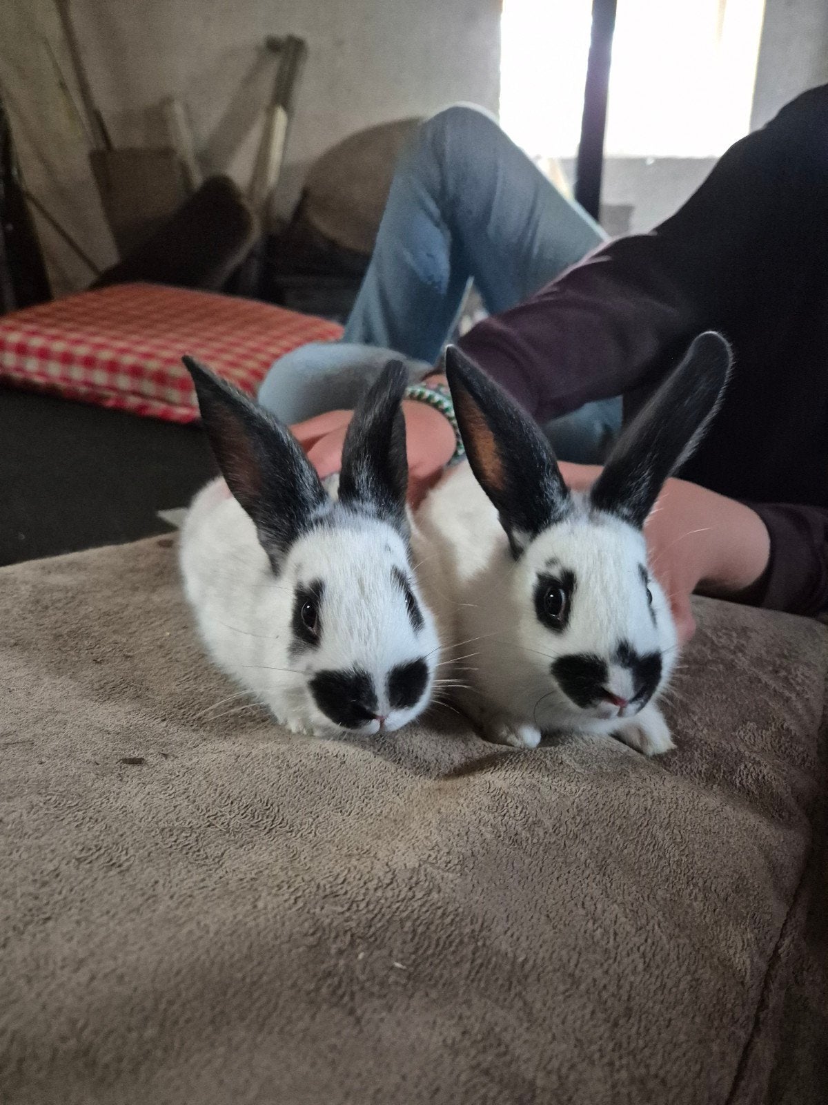 Jonge konijnen, Dieren en Toebehoren, Meerdere dieren, Groot