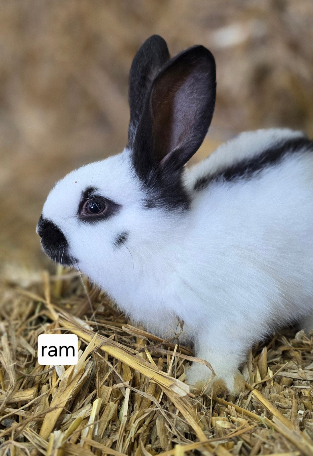 Lotharinger konijnen, Dieren en Toebehoren, Konijnen, Mannelijk, Dwerg