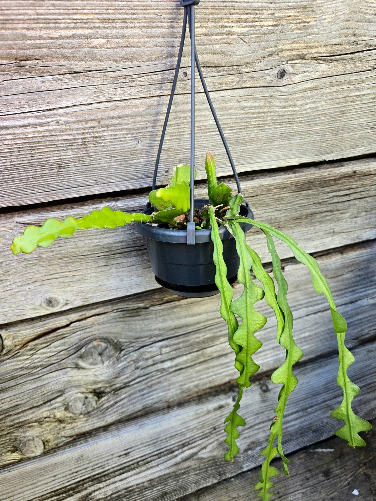 Zaagcactus in hangpot., Huis en Inrichting, Ophalen of Verzenden, Minder dan 100 cm