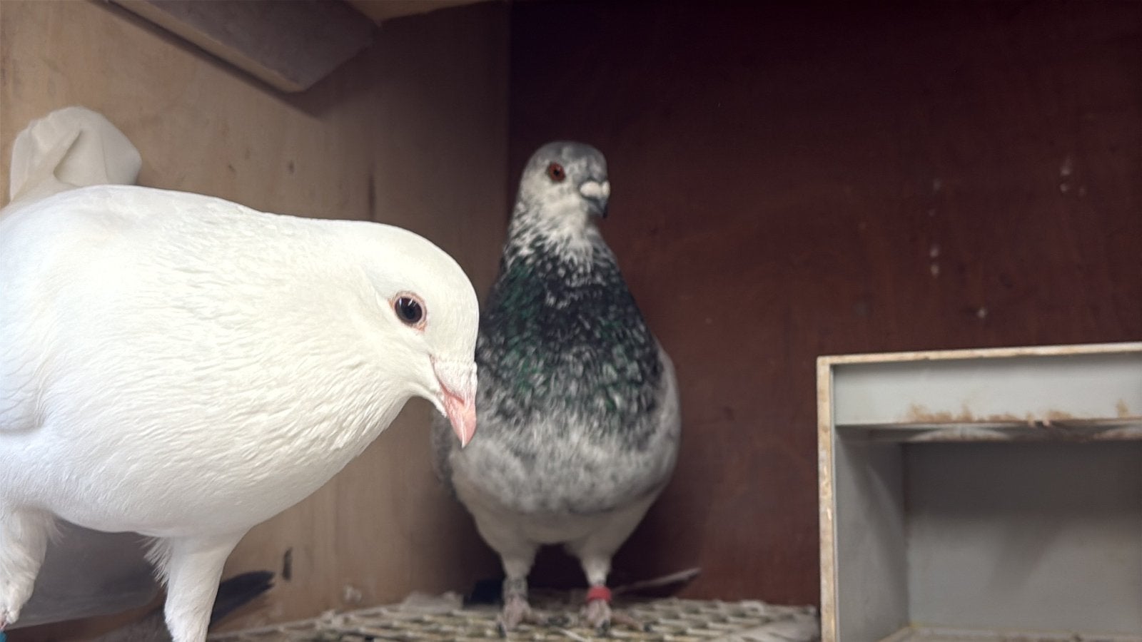 Balear kroppers, Meerdere dieren, Overige soorten