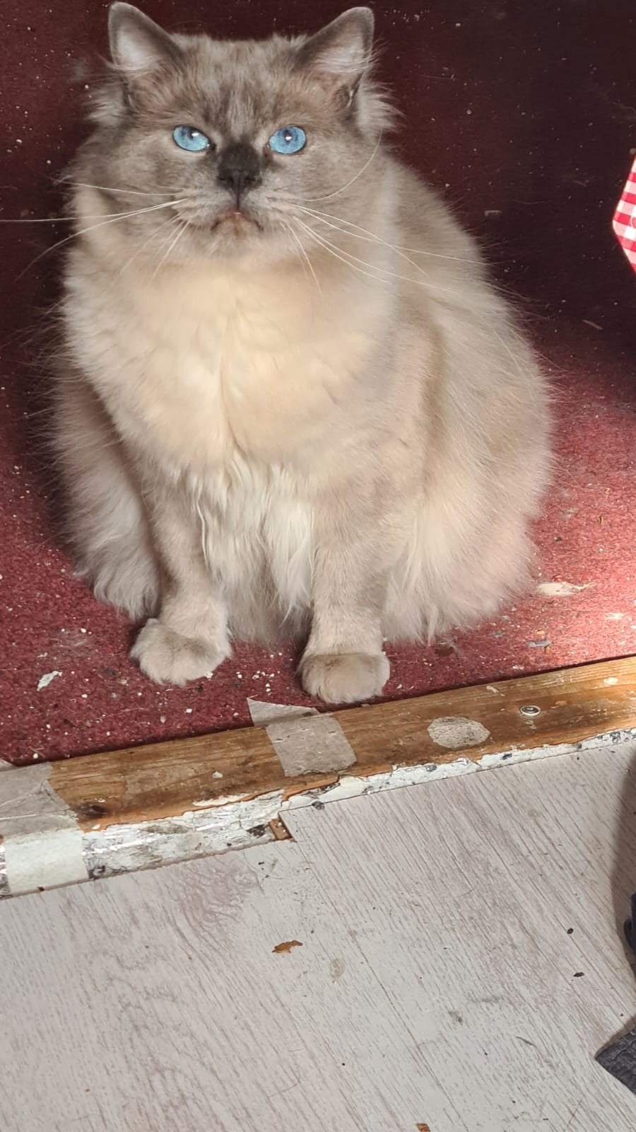 Ragdoll Dekkater met stamboom beschikbaar op locatie, Kater, Met stamboom, 3 tot 5 jaar