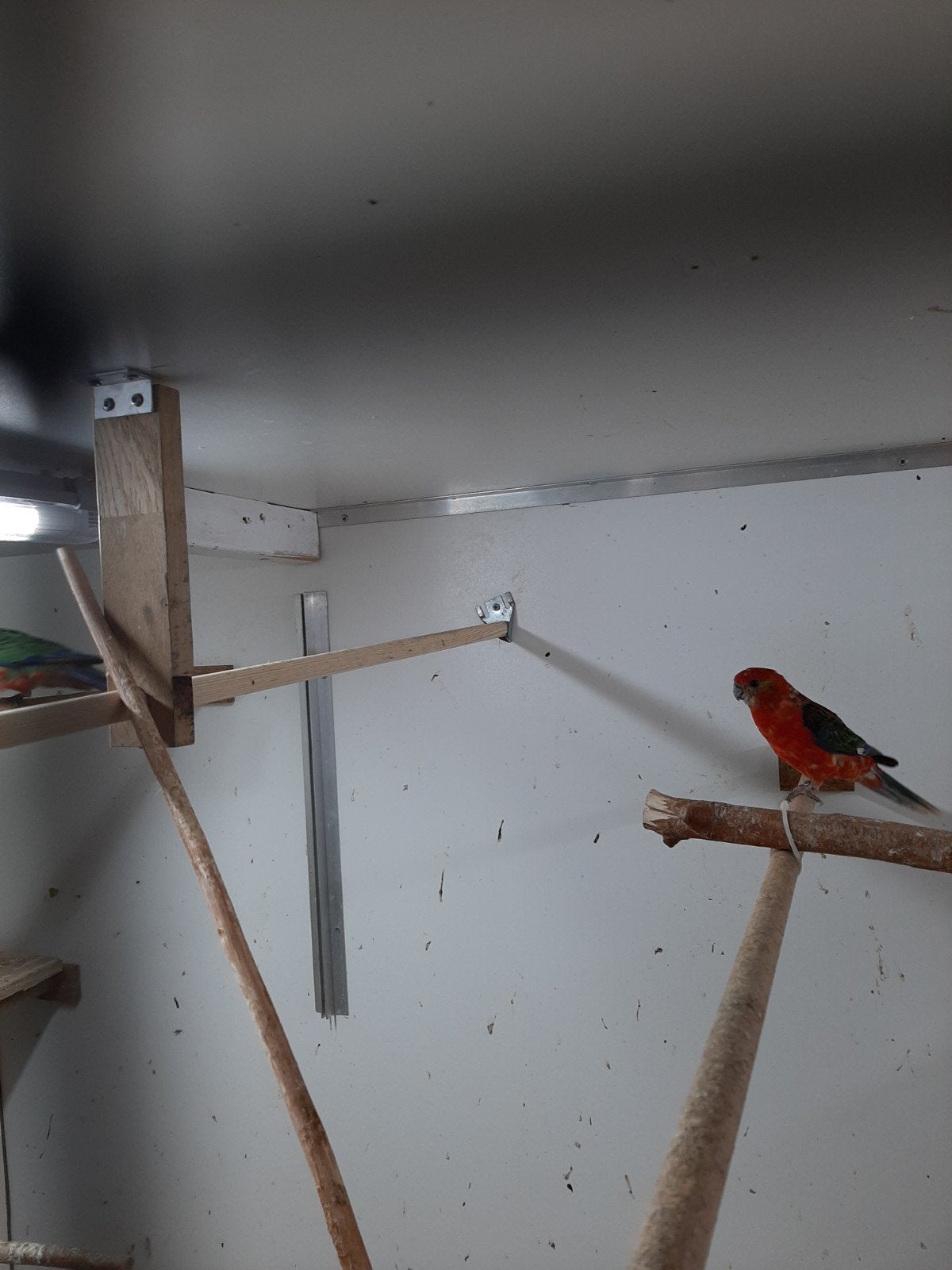 Stanley rosella's ( opaline)te koop, Meerdere dieren, Geringd