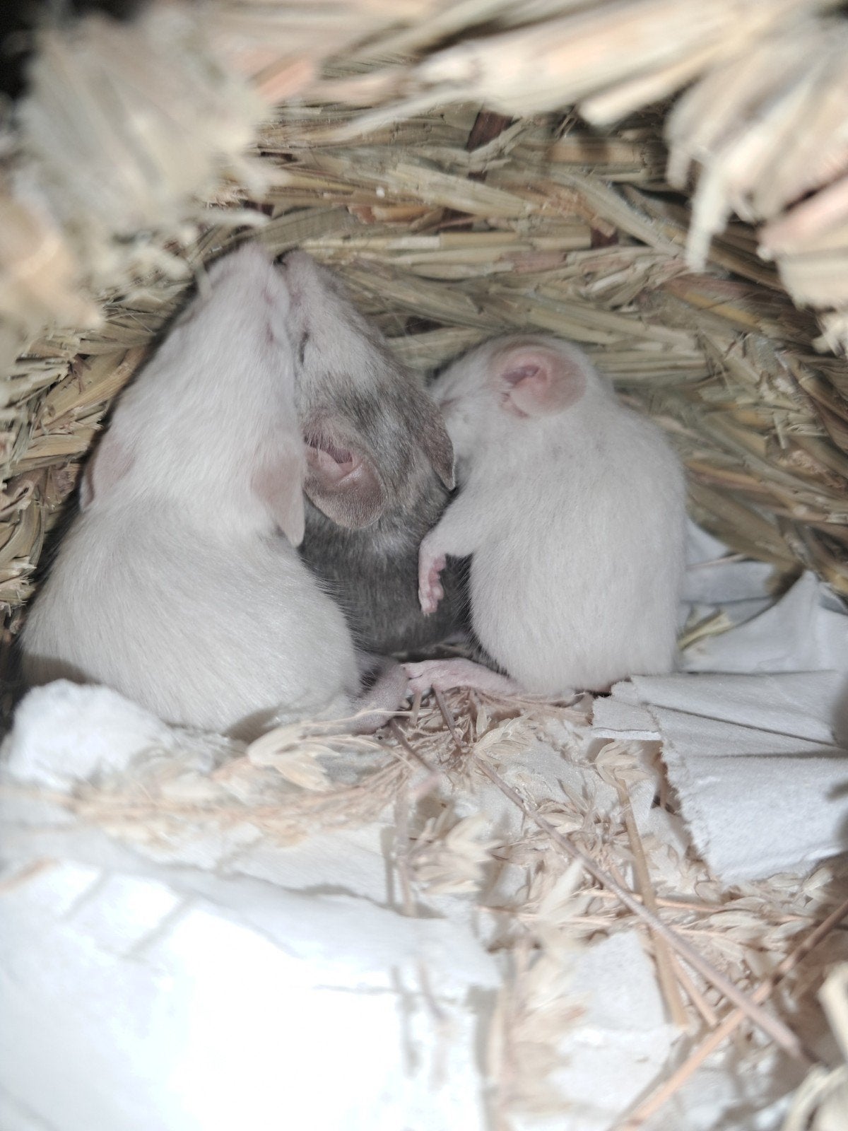 Lieve baby kleurmuisjes zoeken een nieuw thuis, Dieren en Toebehoren, Knaagdieren, Juni, Muis, Meerdere dieren, Tam