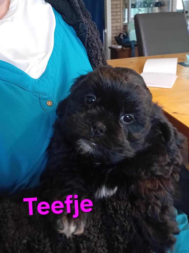 Boomer pups, Dieren en Toebehoren, Parvo, 8 tot 15 weken, Meerdere, Meerdere dieren