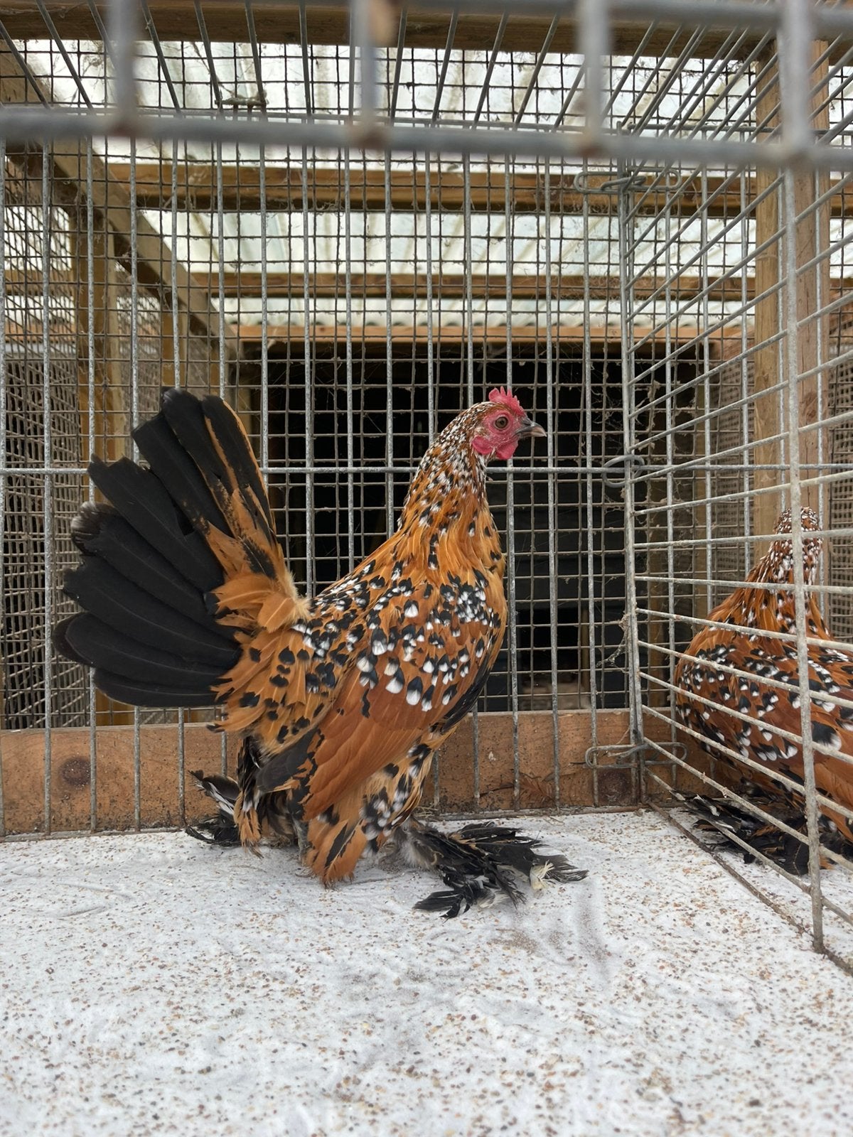 Sabelpoot krieil, Dieren en Toebehoren, Pluimvee, Vrouwelijk, Kip