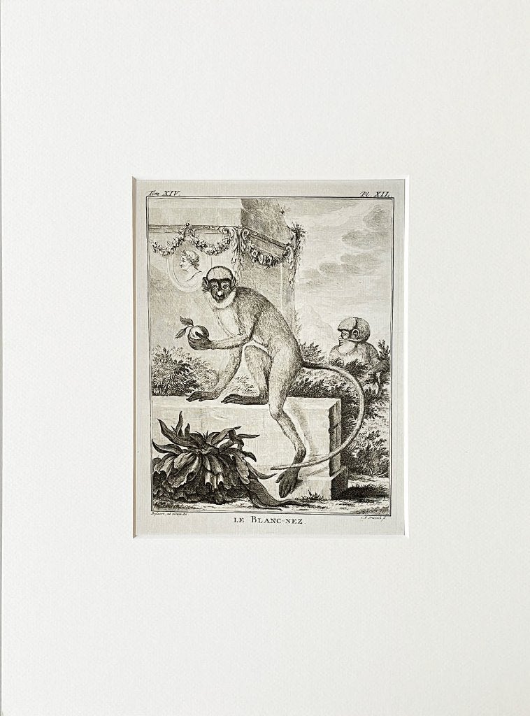 Ets 1783 du buffon in passe-partout en gratis verzending, Antiek en Kunst, Kunst | Etsen en Gravures, Ophalen of Verzenden