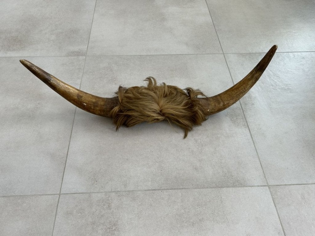 Koe of stierenkop met hoorns en stuk kop met vacht, Verzamelen, Ophalen of Verzenden, Gebruikt, Boerderijdier, Gewei of Kop