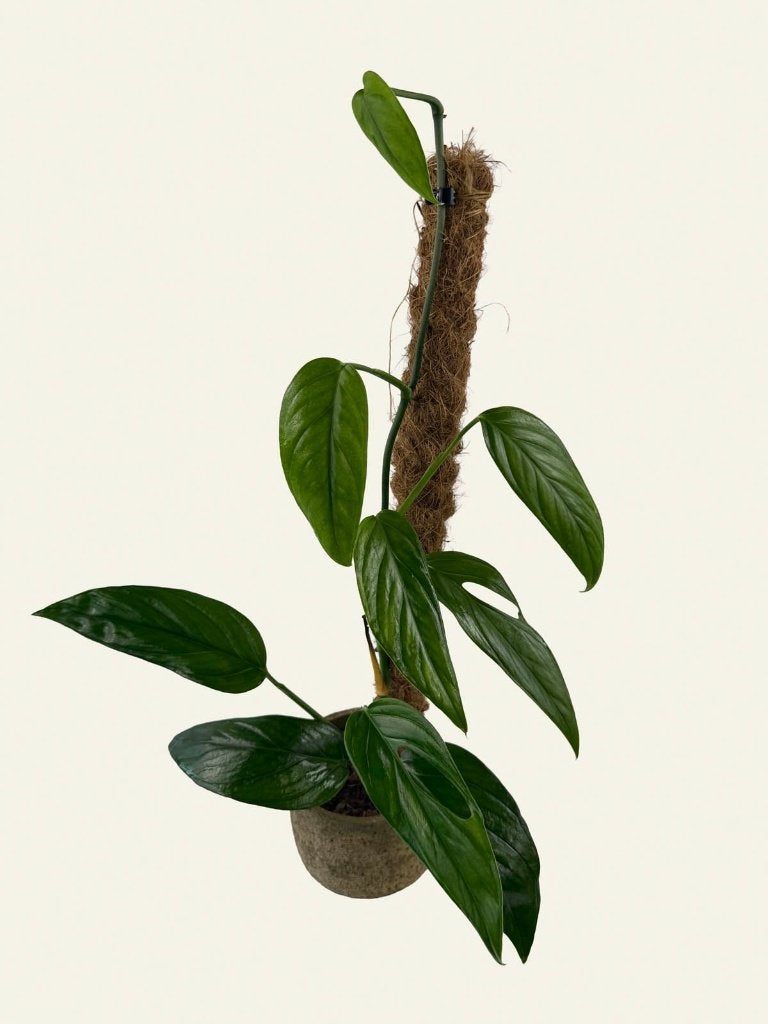 Monstera sp. Colombia, Ophalen of Verzenden, Halfschaduw, Minder dan 100 cm