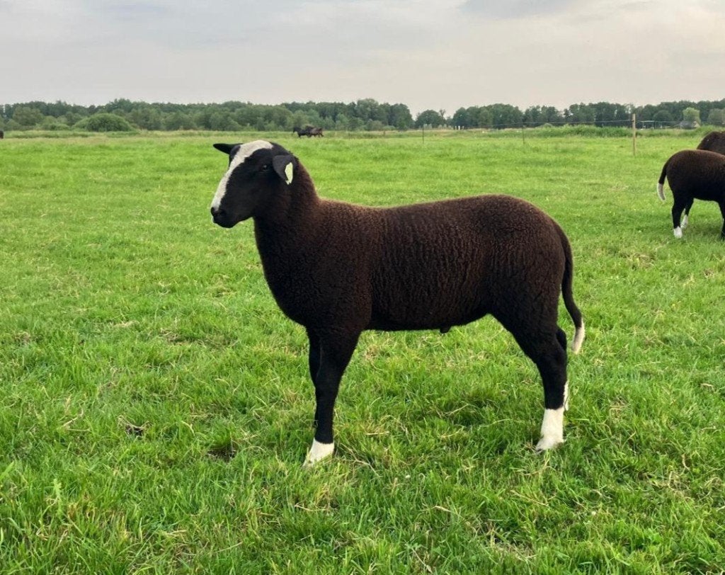 Zwartbles dekram NZS Volbloed, Mannelijk, Schaap, 0 tot 2 jaar