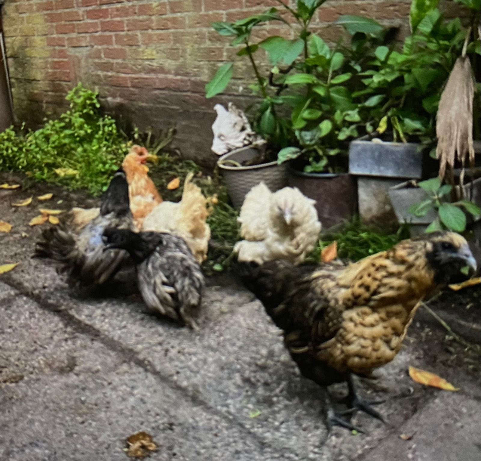 Te koop: jonge krielhennen aroucana x zijdehoen kriel, Dieren en Toebehoren, Vrouwelijk, Kip