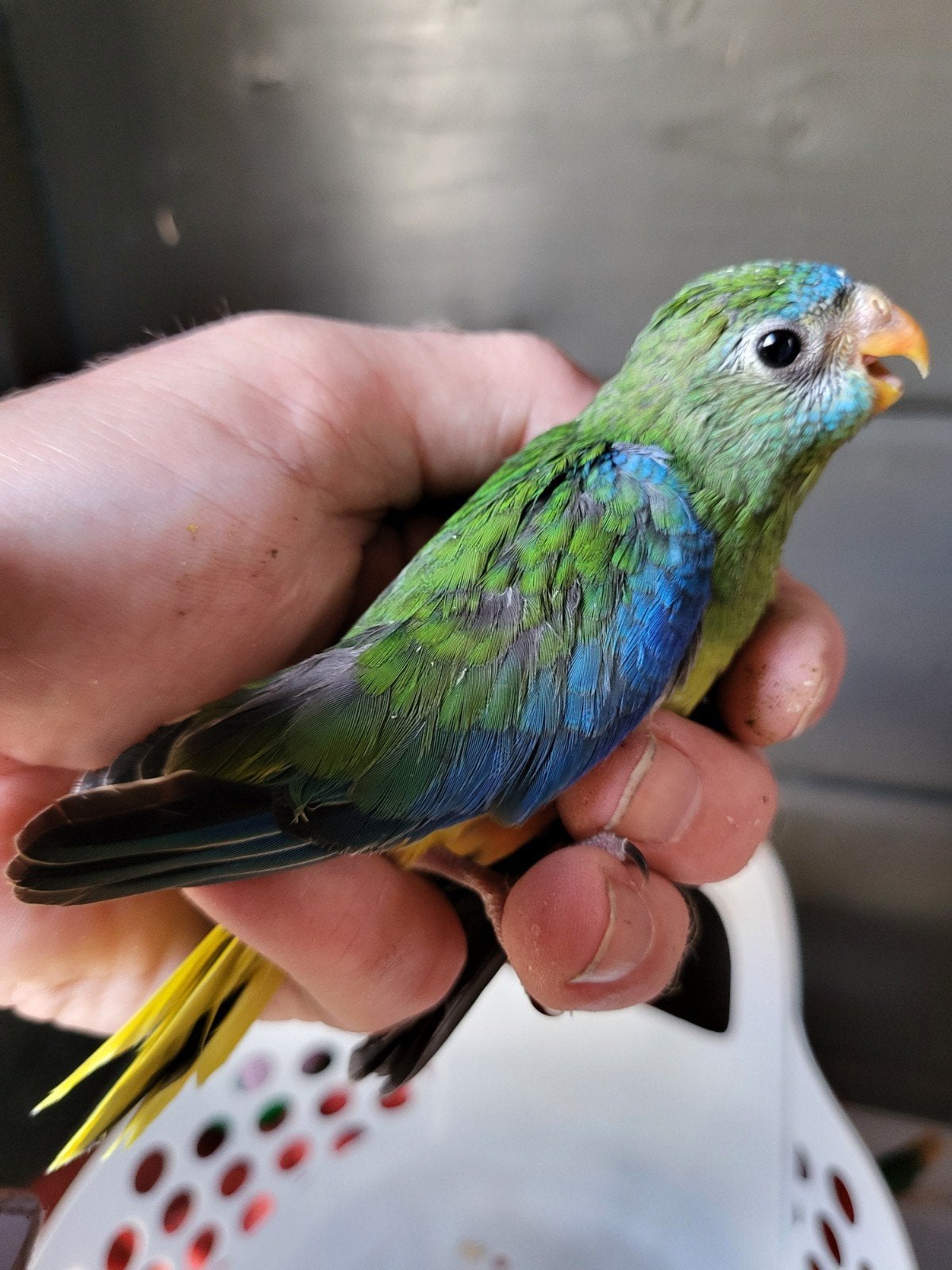 Turquousine parkieten, Dieren en Toebehoren, Vogels | Parkieten en Papegaaien, Vrouwelijk, Parkiet