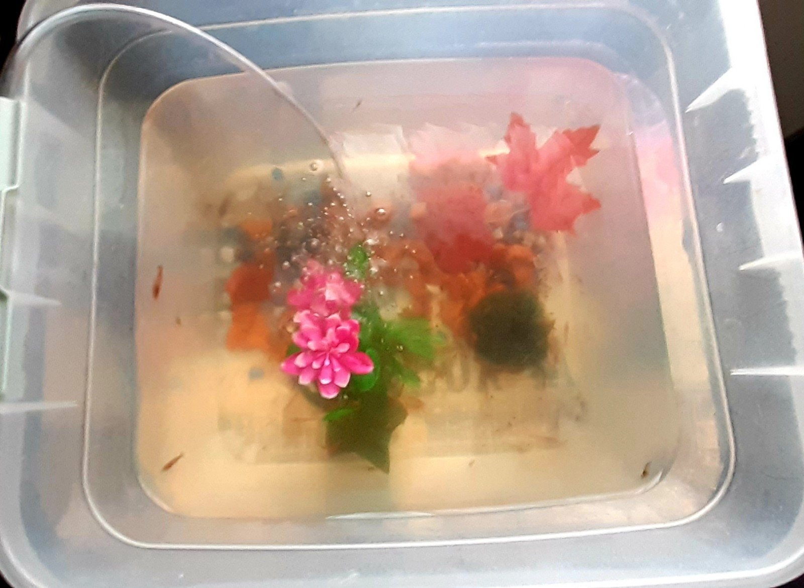 Garnalen, Dieren en Toebehoren, Vissen | Aquariumvissen, Kreeft, Krab of Garnaal