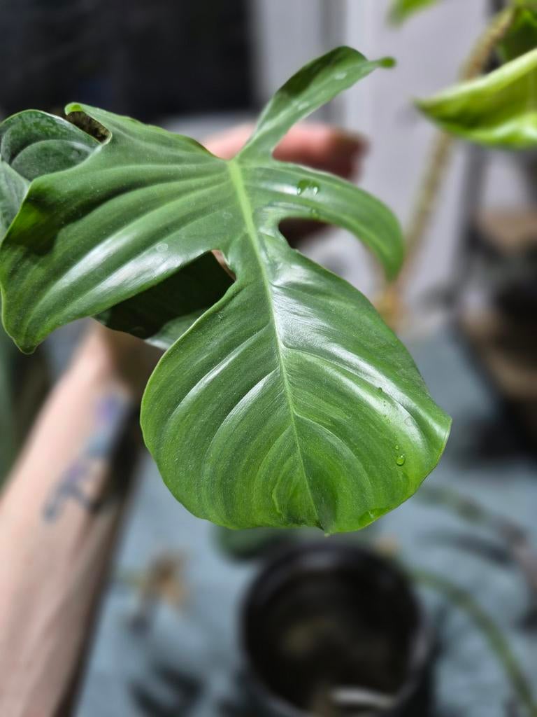 Philodendron squamiferum variegated, Huis en Inrichting, Ophalen of Verzenden