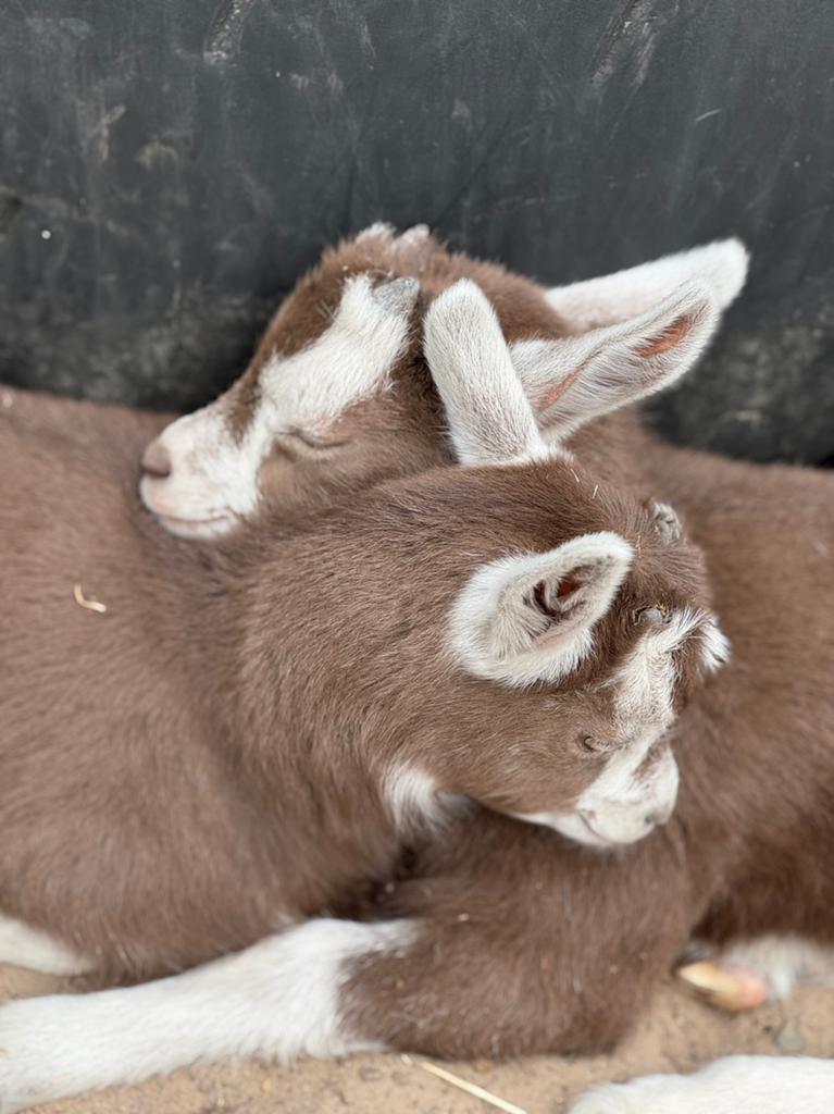 Jonge Toggenburger te koop, Dieren en Toebehoren, Schapen, Geiten en Varkens, Meerdere dieren, Geit