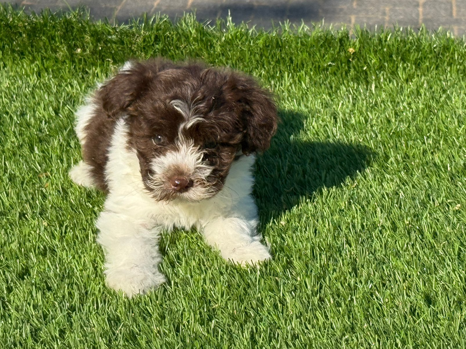 Boomer maltezer poedel shih tzu maltipoo pups