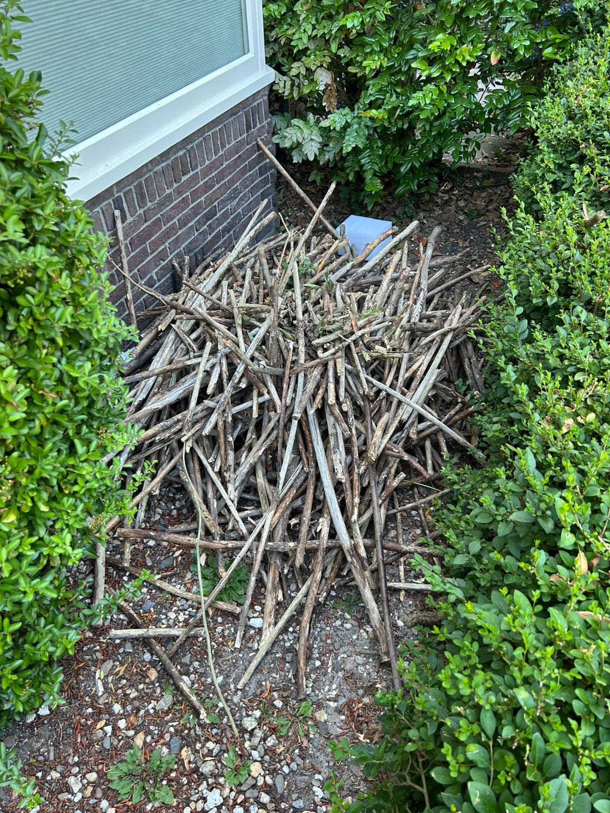 Gratis afhalen; takken van onze oude wilgentenen schutting, Tuin en Terras, Minder dan 3 m³, Ophalen, Takken