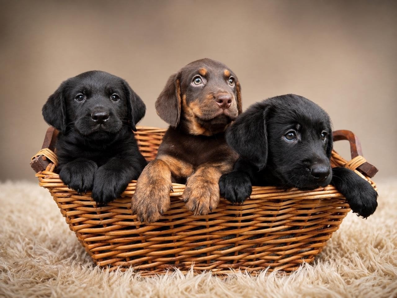 stralende labrador retriever kruising pups.........., Dieren en Toebehoren, Honden | Retrievers, Spaniëls en Waterhonden, Nederland