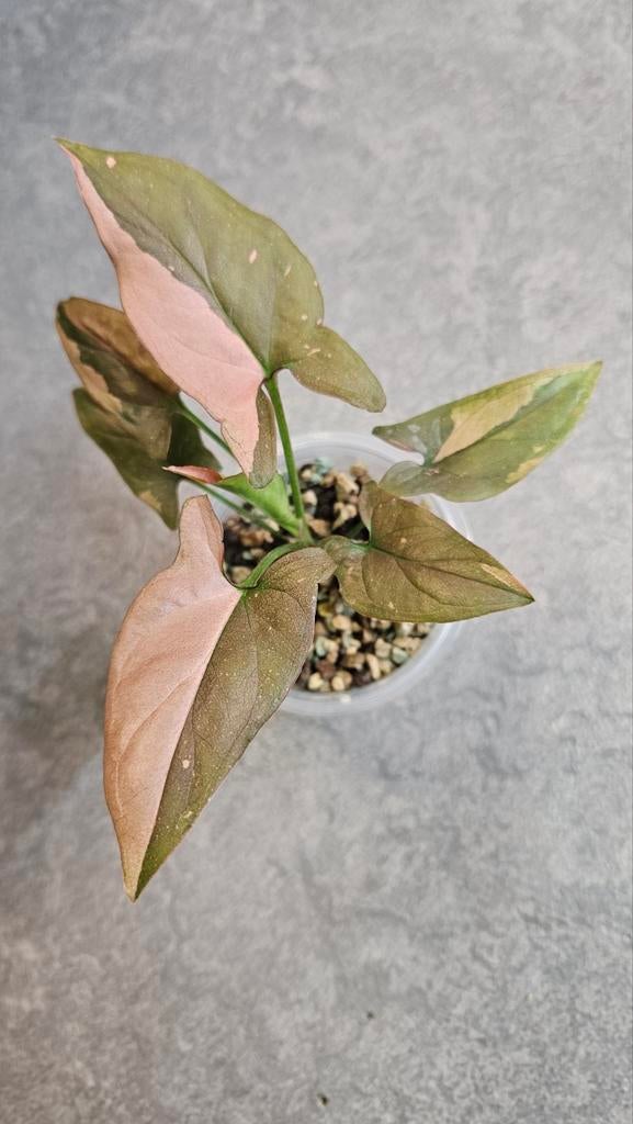 Syngonium Pink Splash, Ophalen of Verzenden, Halfschaduw, Minder dan 100 cm