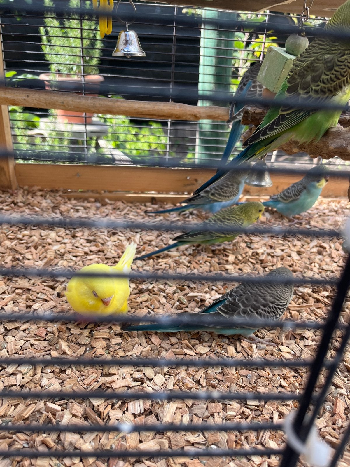 8 grasparkiet, Meerdere dieren