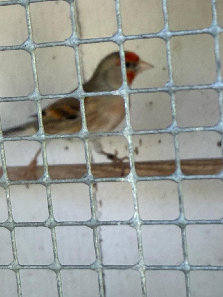Bastaard putter man, Dieren en Toebehoren, Mannelijk, Wildzangvogel